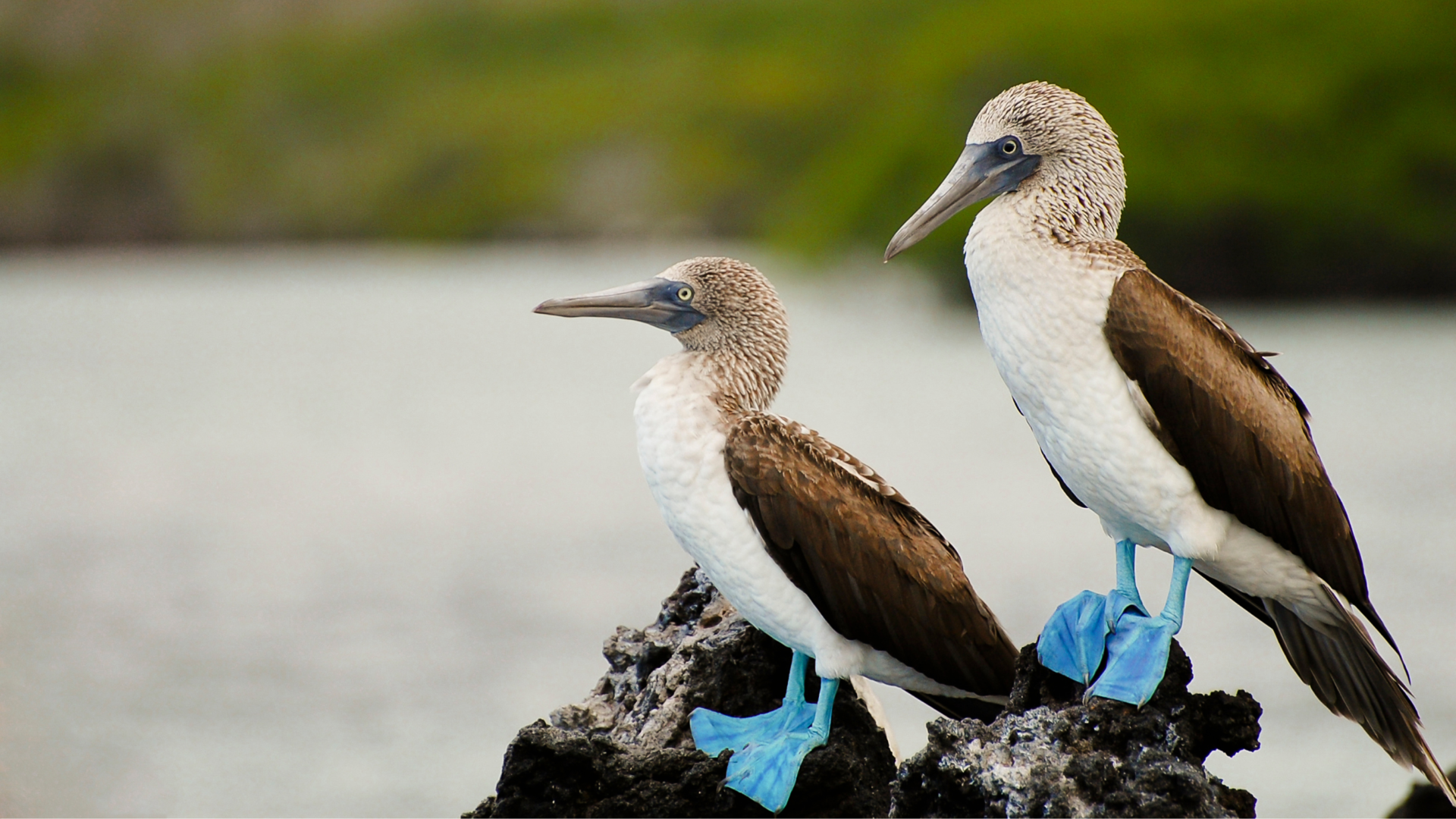 Galapagos - Ecuador