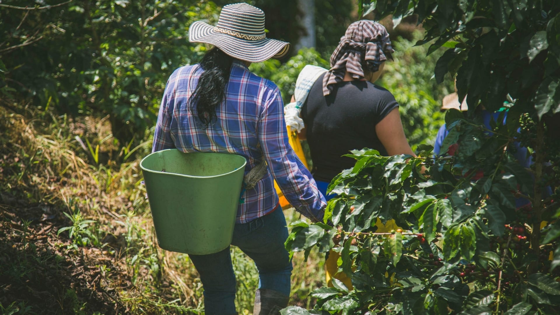 Coffee Region - Coffee harvest