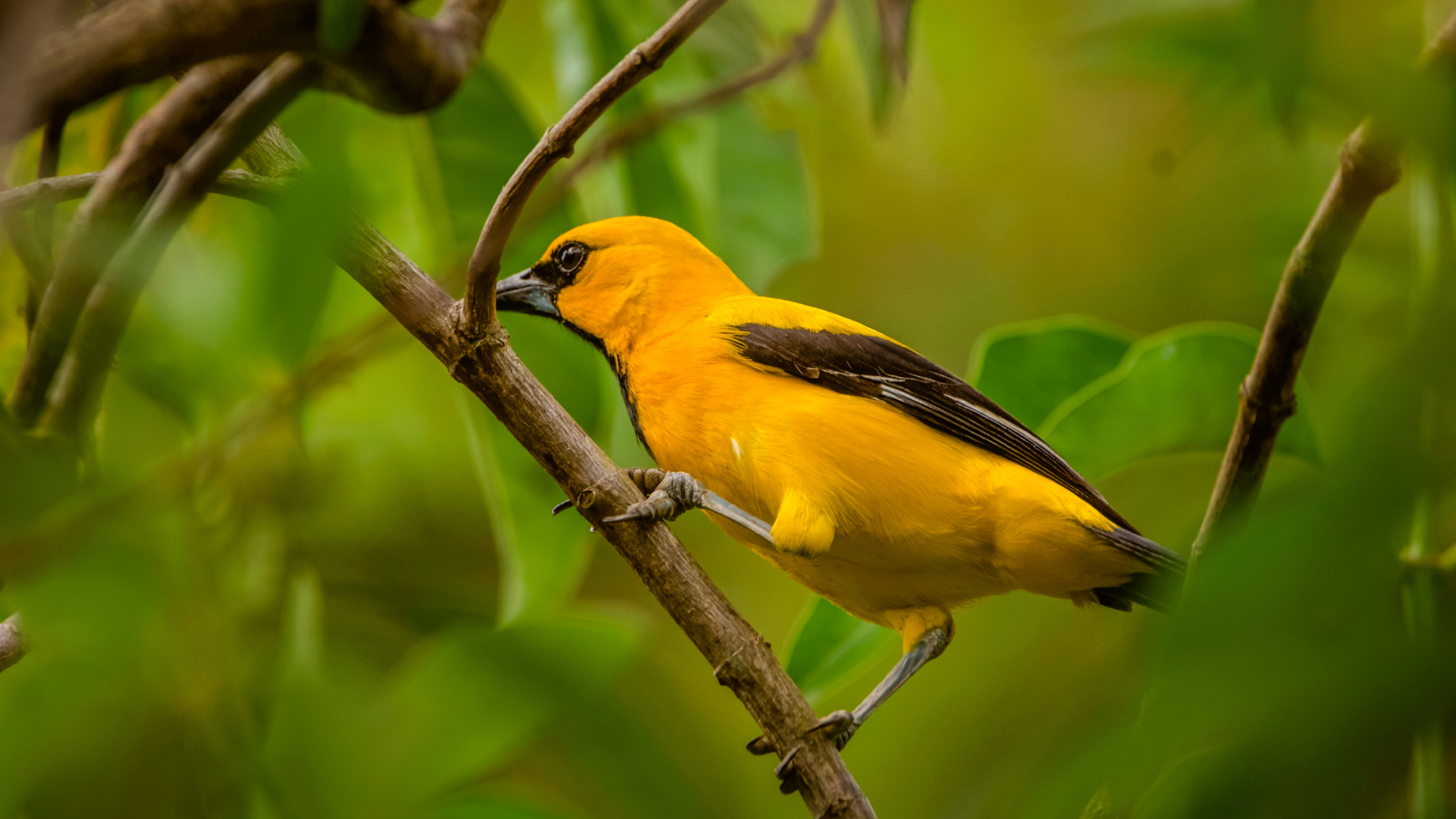 Bird Colombia