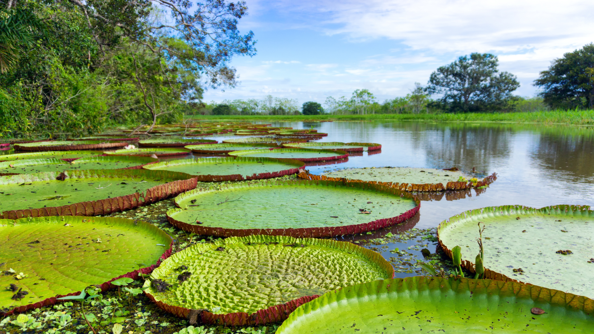 Amacayacu National Park