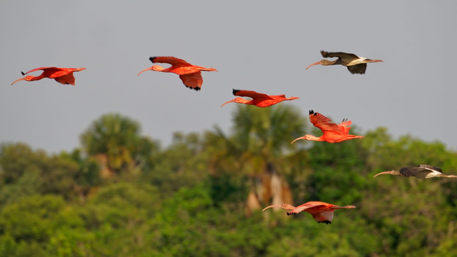 Scarlet Ibis