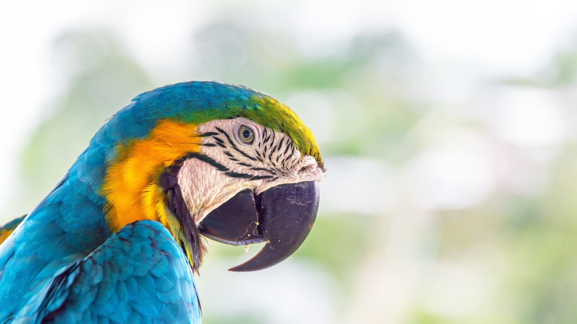 Parrot - Colombia