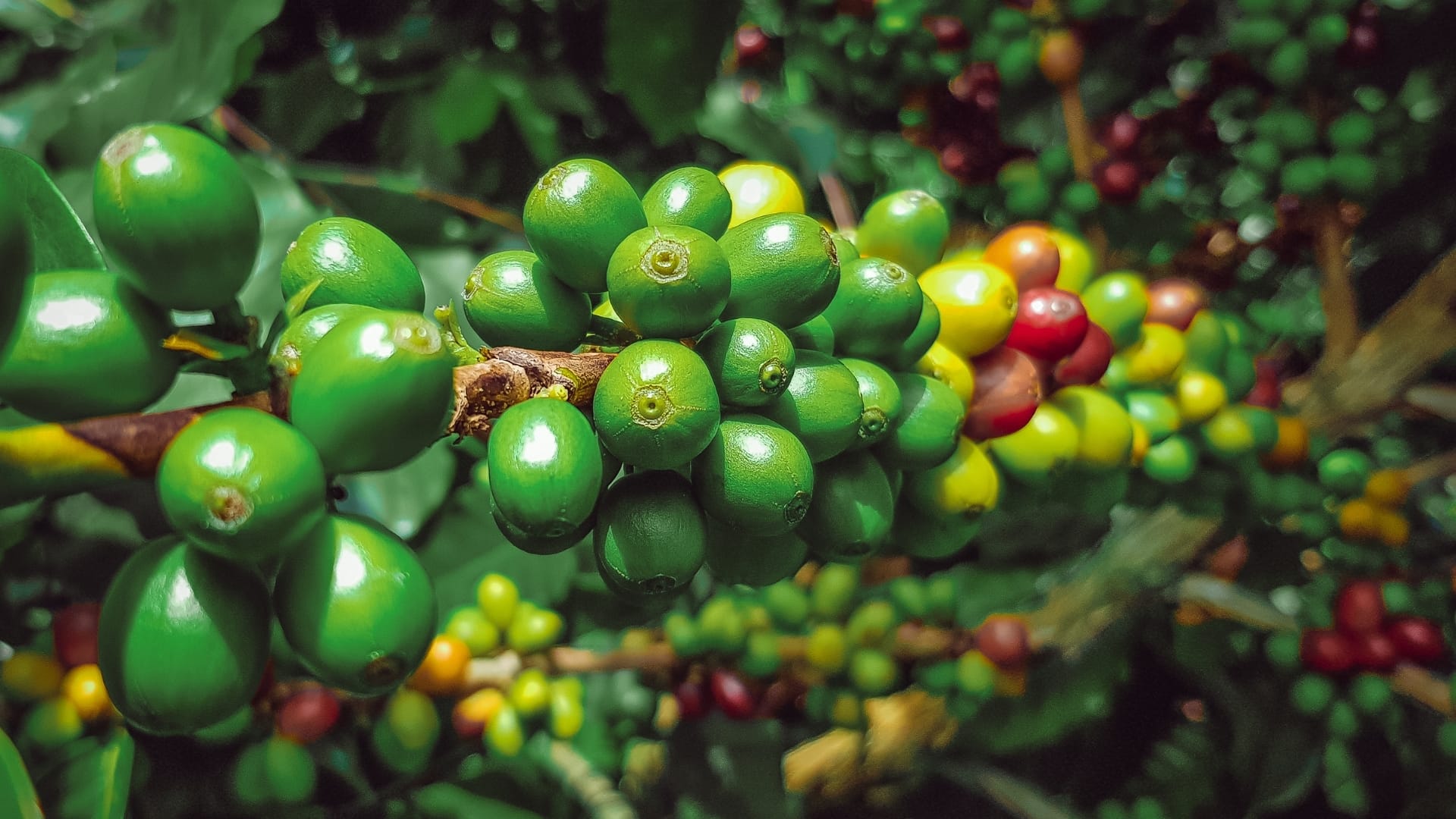 Coffee plant